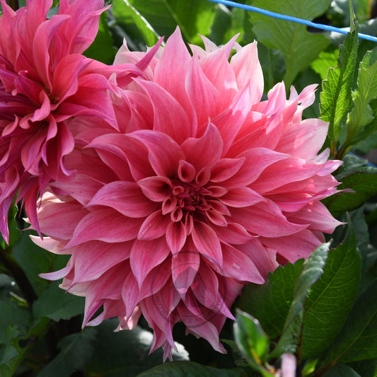 Dahlia 'Carlos Watermelon'