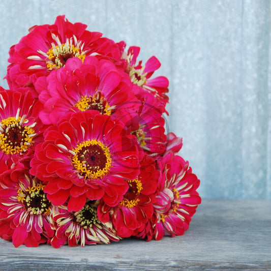 Bouquet of red flowers on a wooden surface with a light blue curtain background