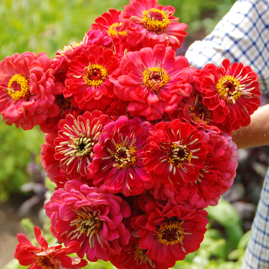 Bouquet of red flowers held by a person wearing a checkered shirt.