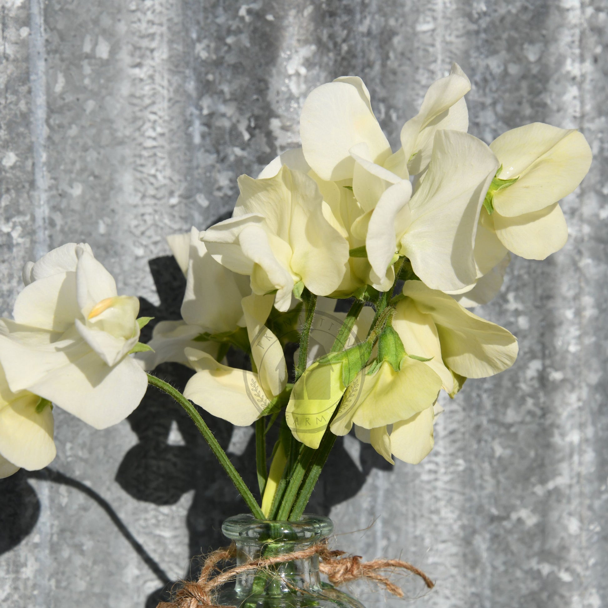Bouquet of white flowers in a glass jar against a corrugated metal background