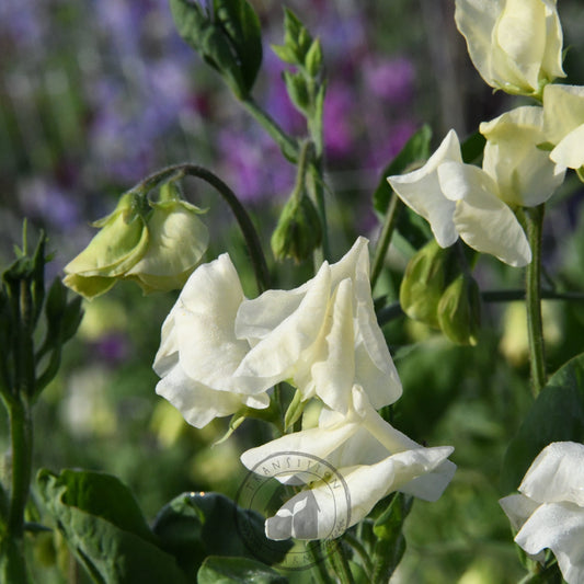 Sweet Pea 'Cathy'