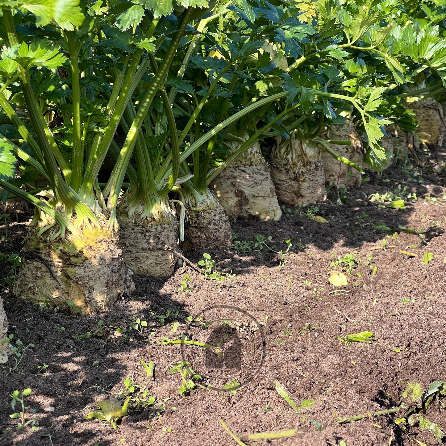 Celeriac 'Mars'