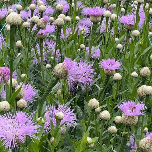 Field of purple flowers with green leaves