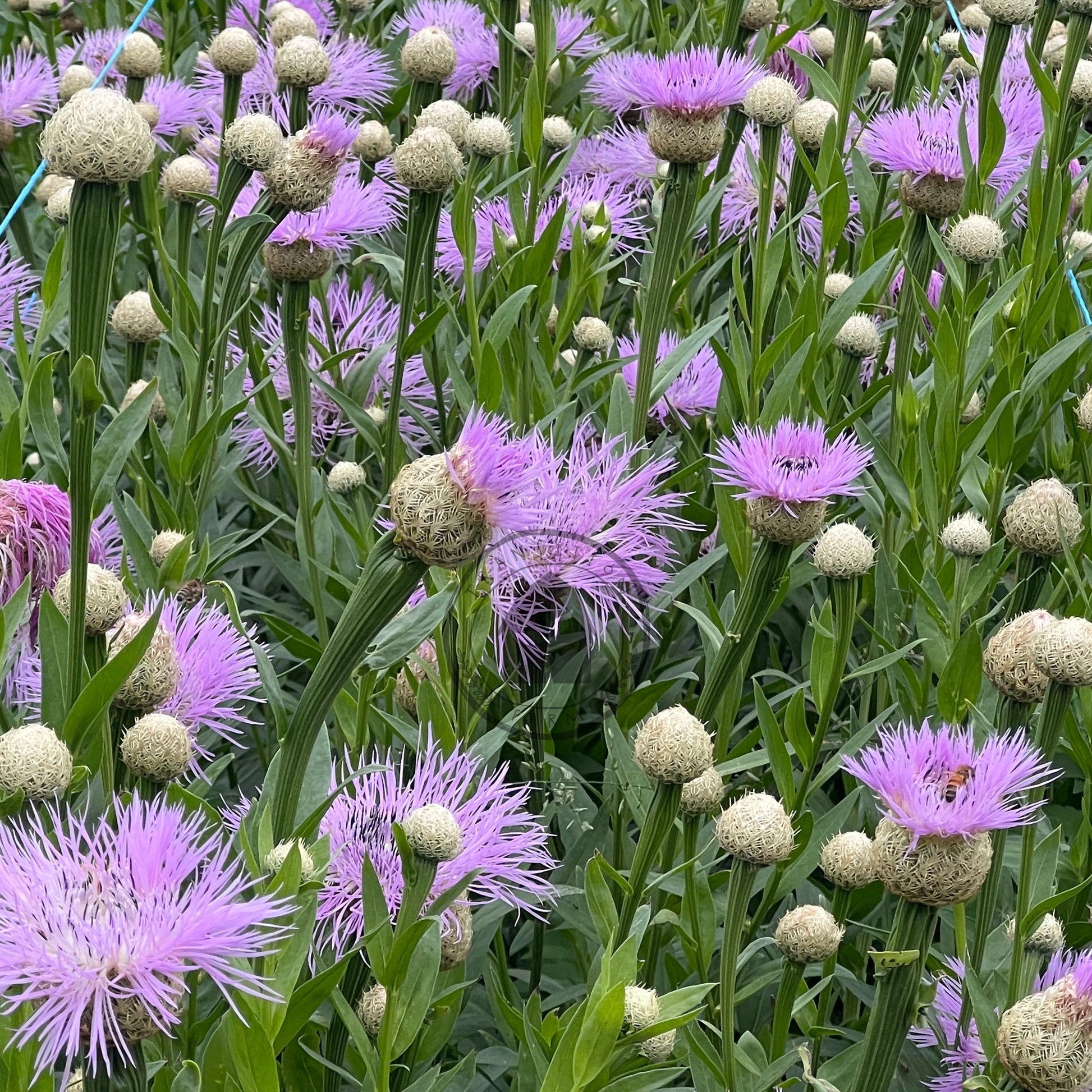 Field of purple flowers with green leaves