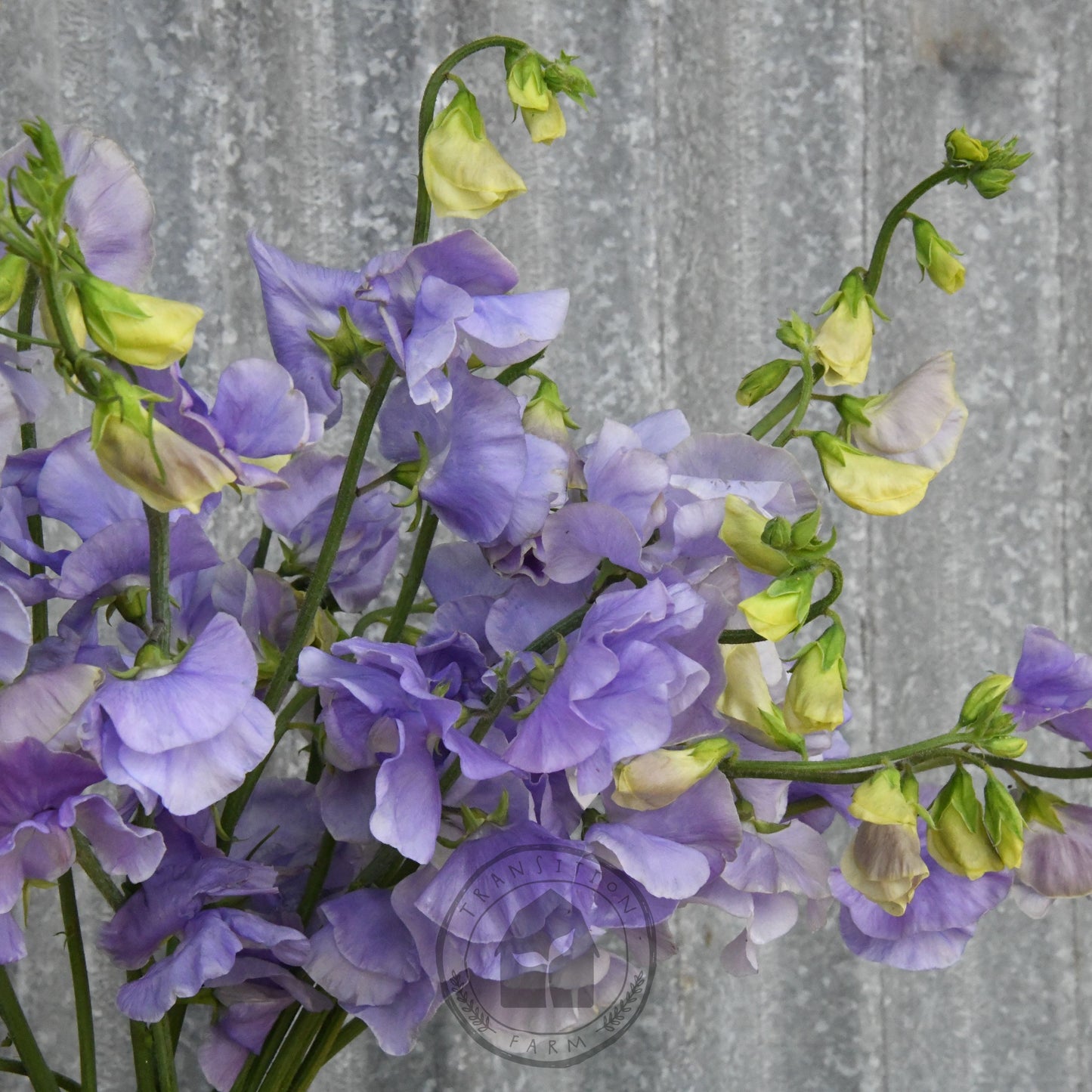 Sweet Pea 'Chelsea Centenary'