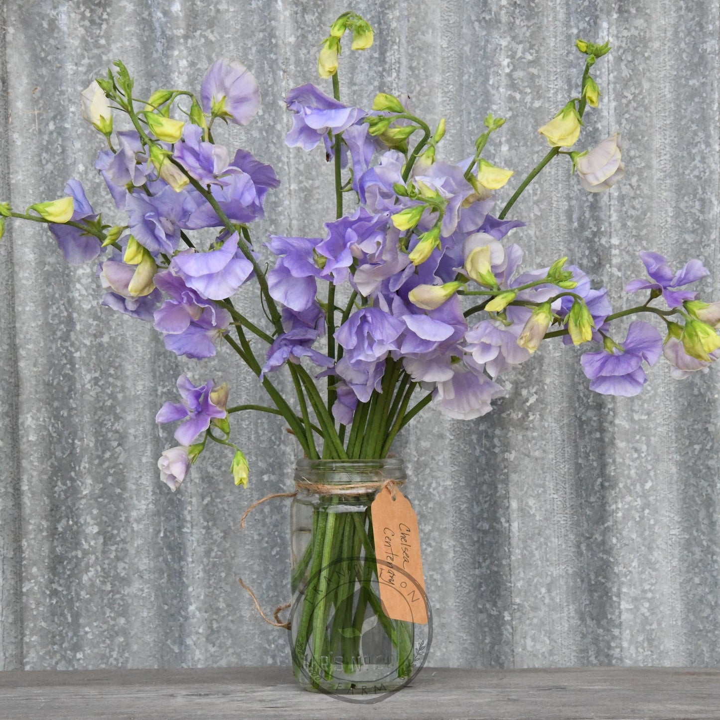 Sweet Pea 'Chelsea Centenary'