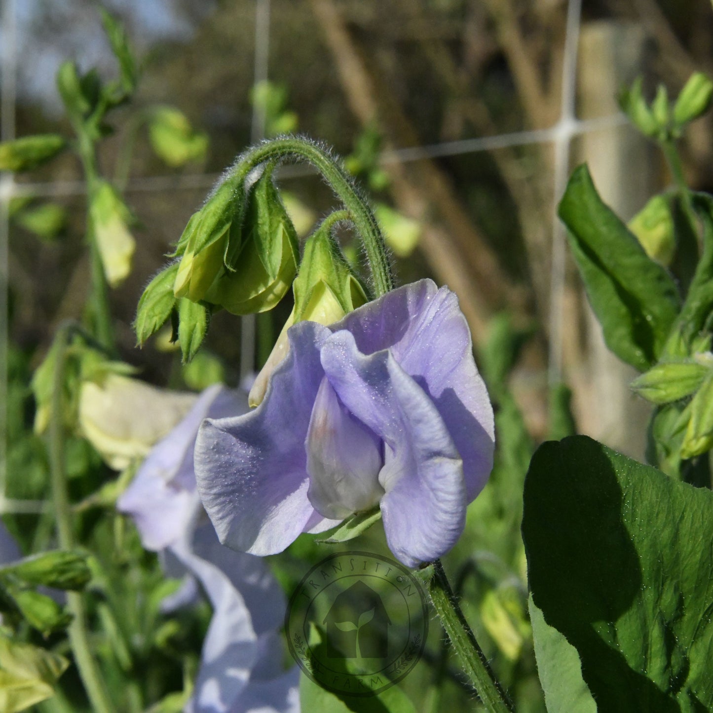 Sweet Pea 'Chelsea Centenary'