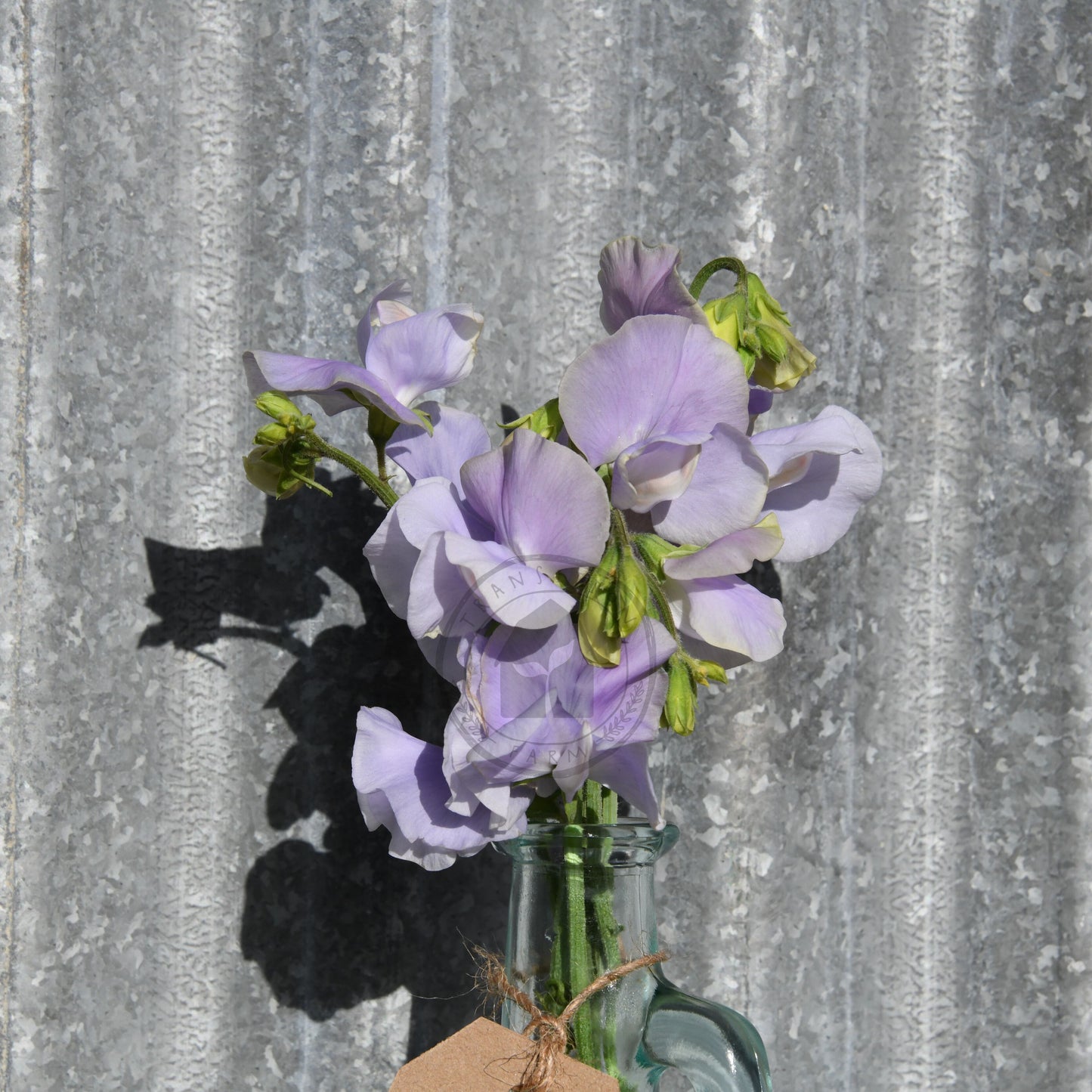 Bouquet of purple flowers in a clear vase against a corrugated metal background