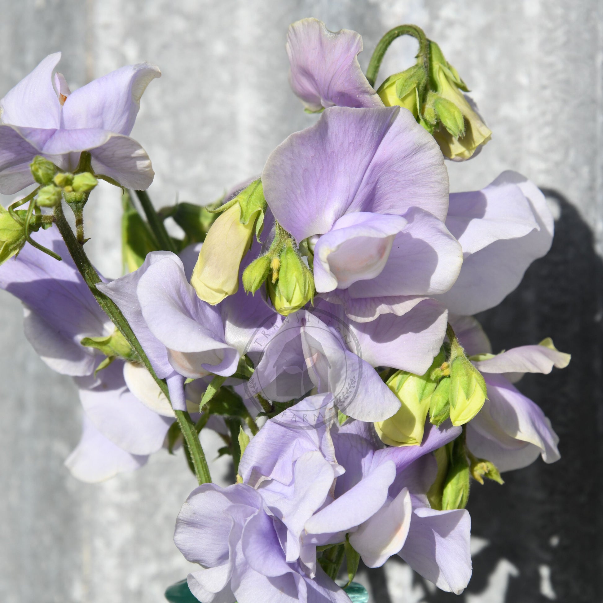 Purple flowers with green buds against a gray background