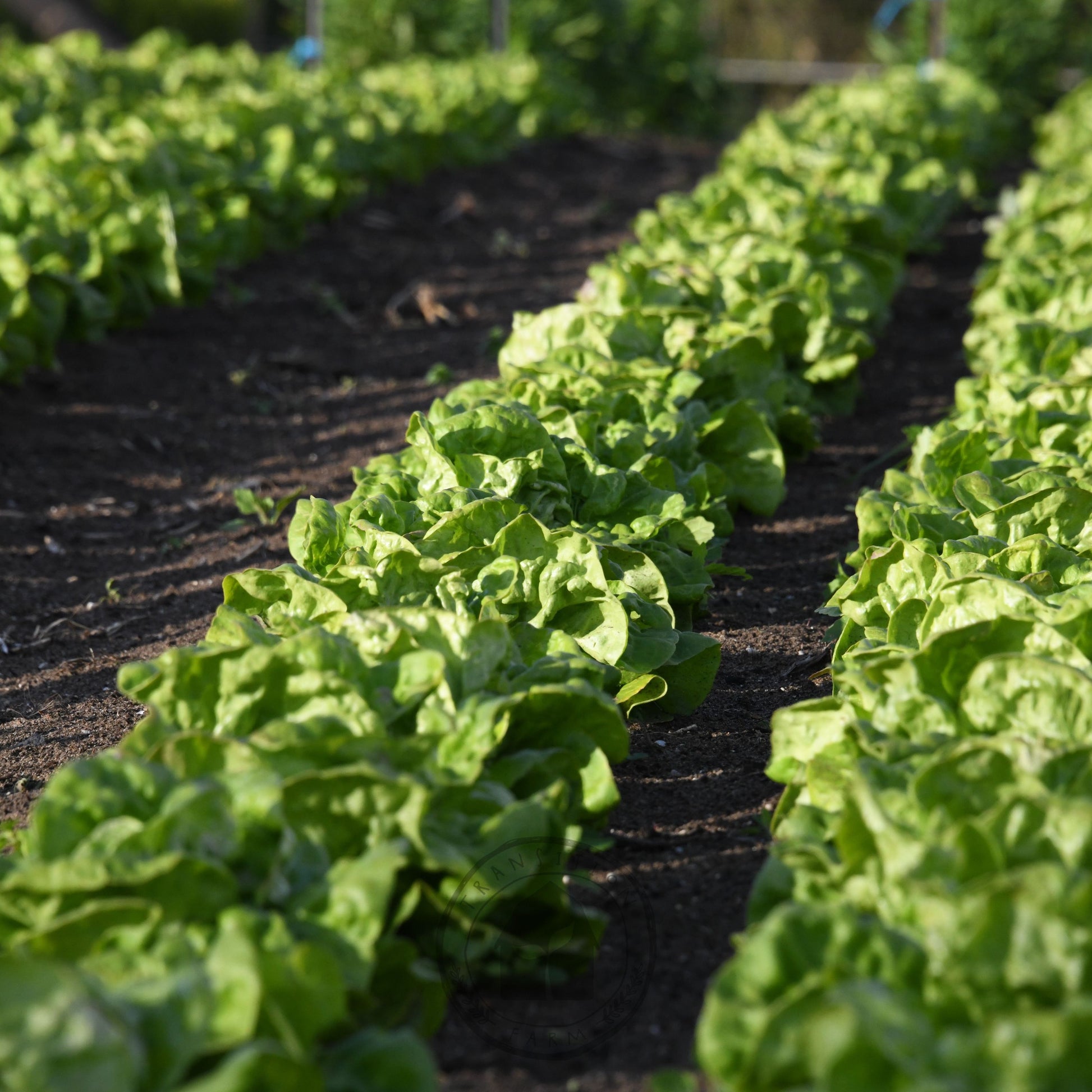 Rows of green lettuce plants growing in a garden