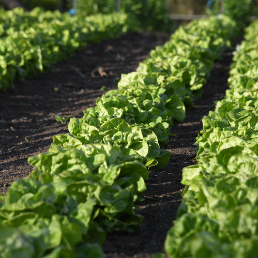 Rows of green lettuce plants growing in a garden