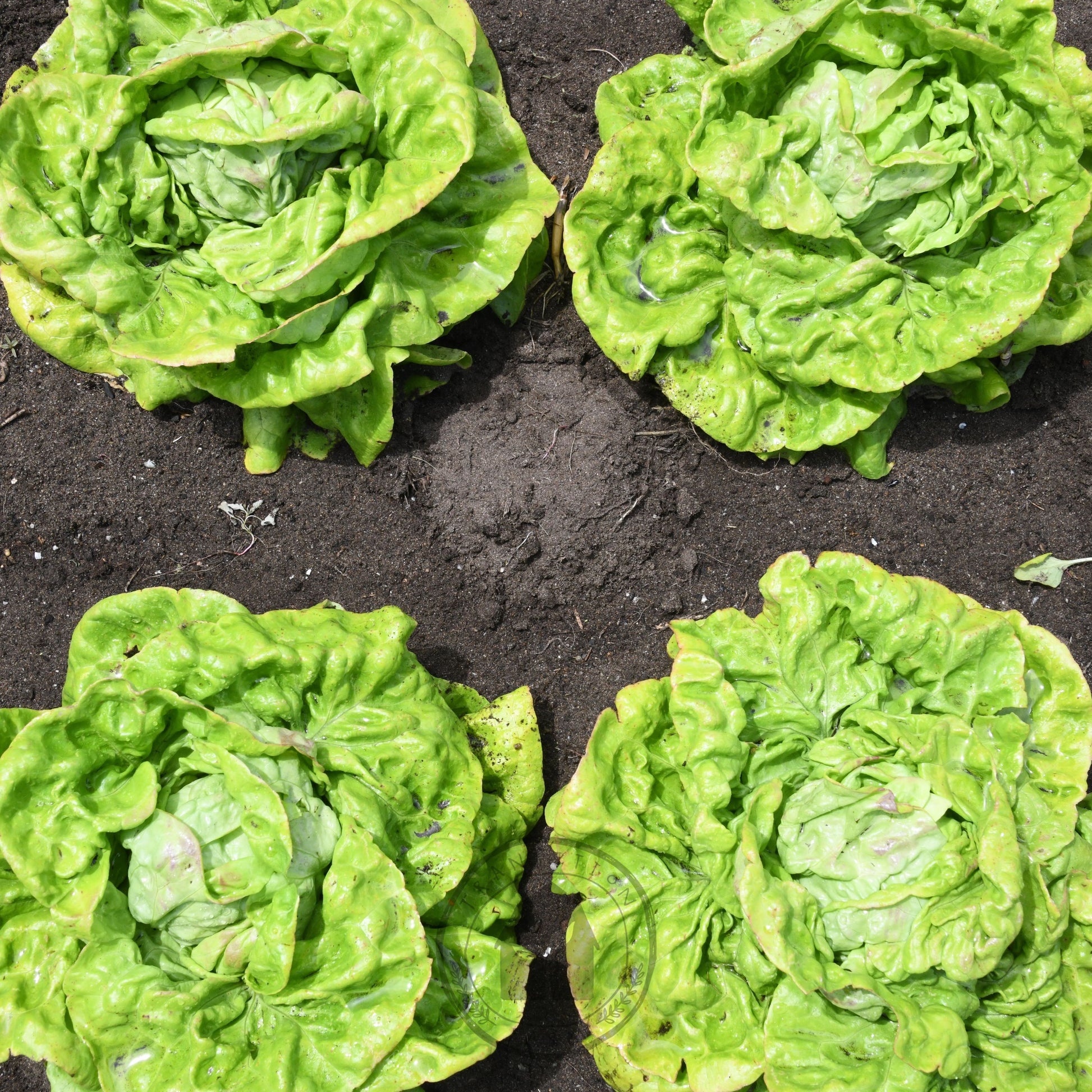 Close-up of green leafy vegetables on a dark surface
