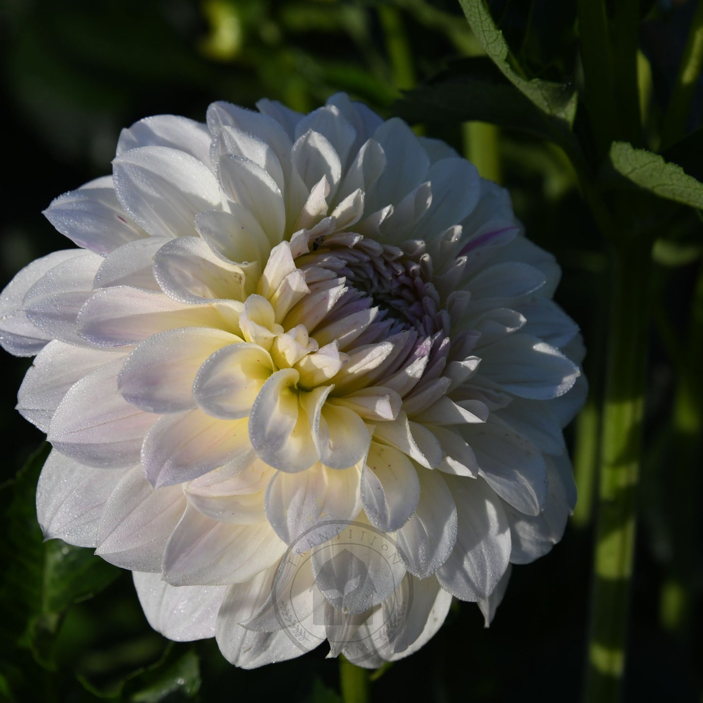 Dahlia 'Coconut Ice'