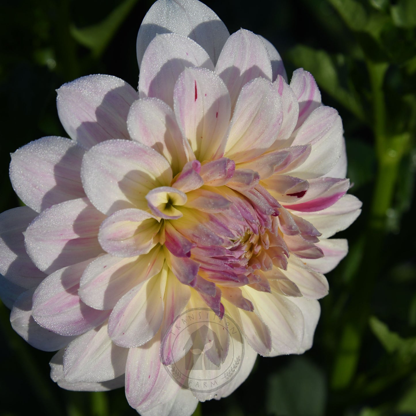 Dahlia 'Coconut Ice'
