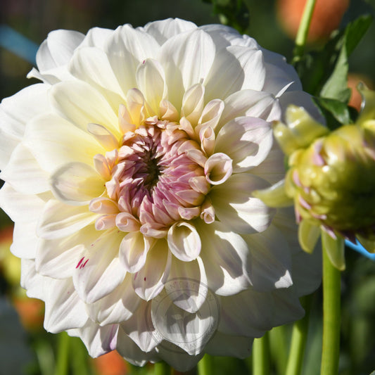 Dahlia 'Coconut Ice'