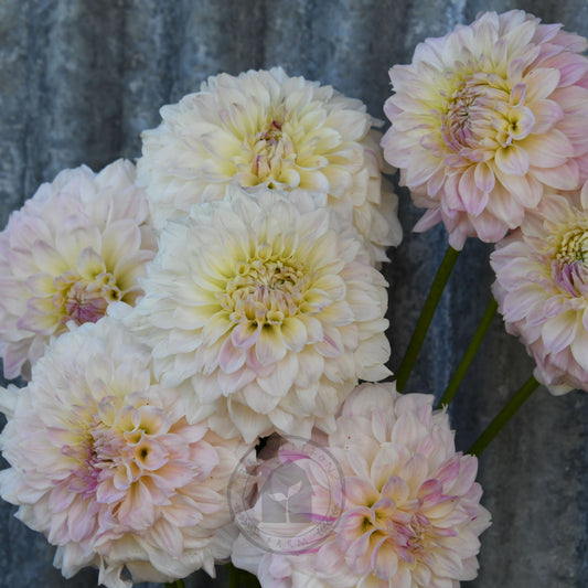 Dahlia 'Coconut Ice'