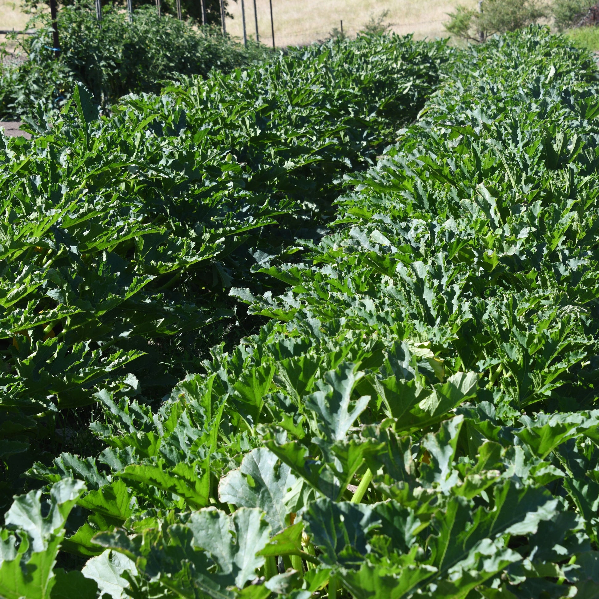 coczelle zucchini seed crop plants growing in back paddock 2025