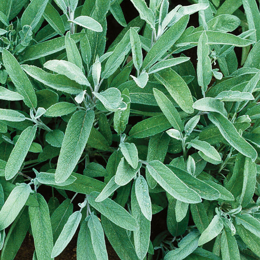 Sage 'Common Sage'