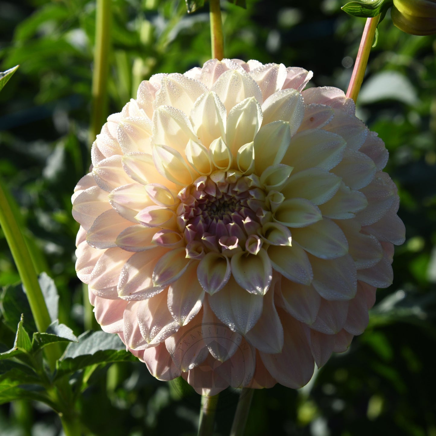 Dahlia 'Coorabell Astrid' (Buy 4 Get 1 Free)