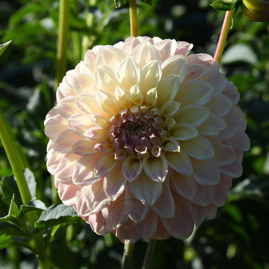 Dahlia 'Coorabell Astrid' (Buy 4 Get 1 Free)