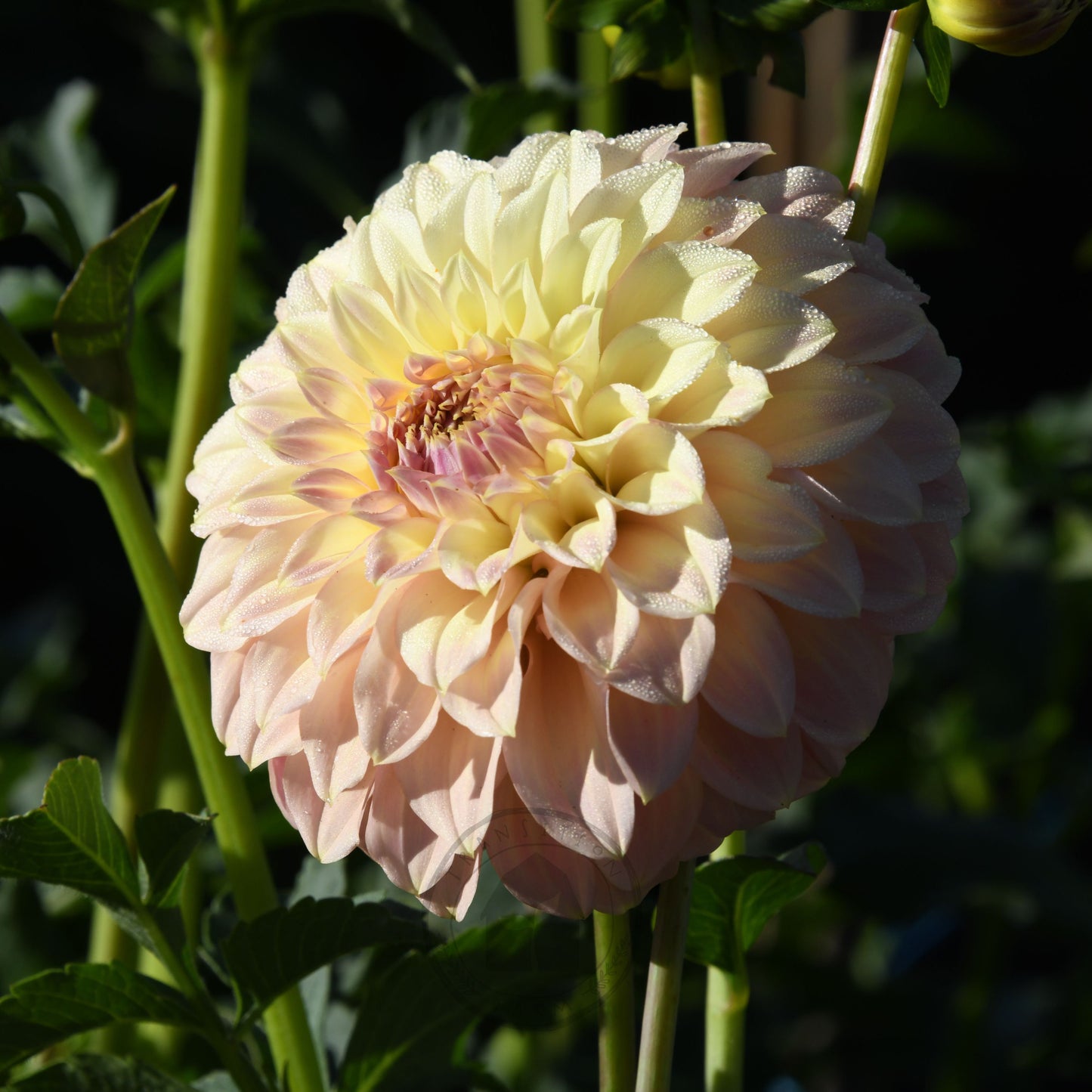 Dahlia 'Coorabell Astrid' (Buy 4 Get 1 Free)