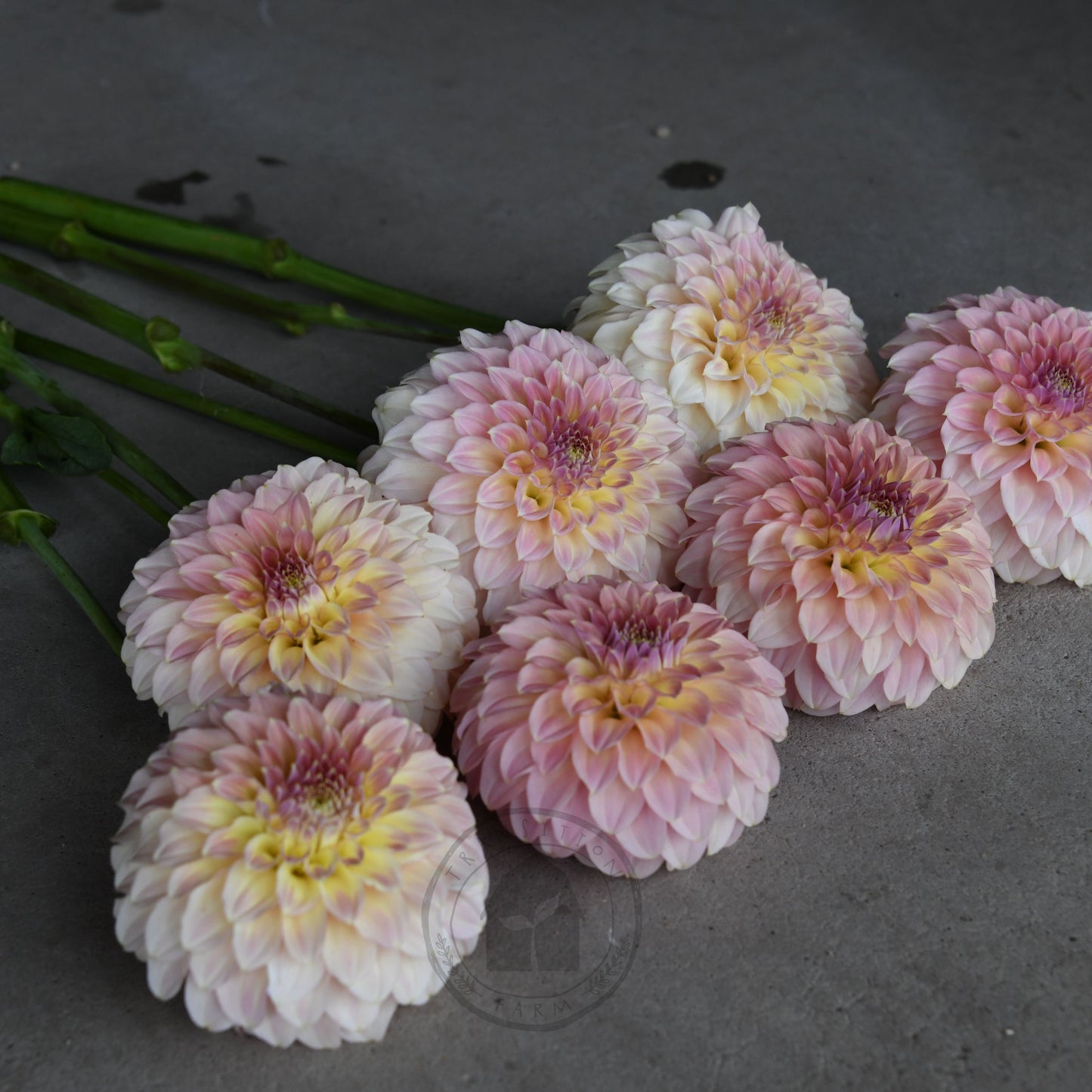 Dahlia 'Coorabell Astrid' (Buy 4 Get 1 Free)