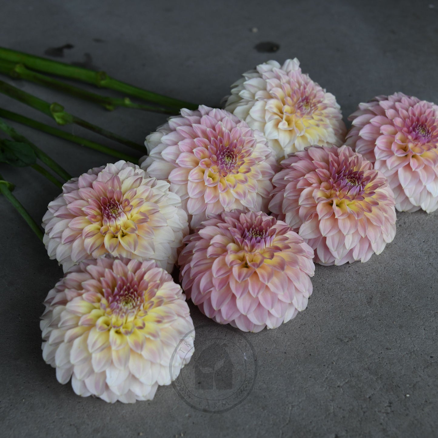 Dahlia 'Coorabell Astrid' (Buy 4 Get 1 Free)