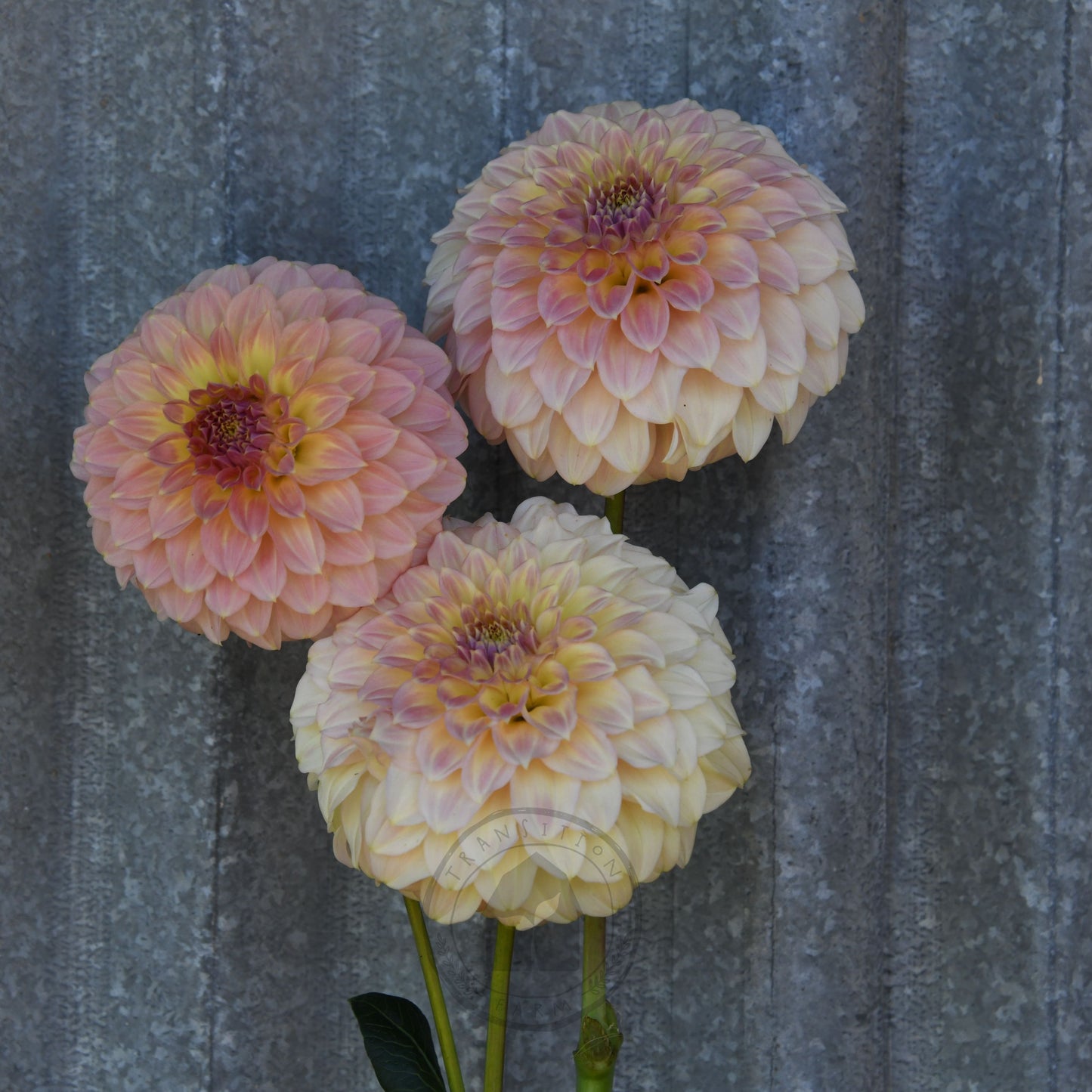 Dahlia 'Coorabell Astrid' (Buy 4 Get 1 Free)
