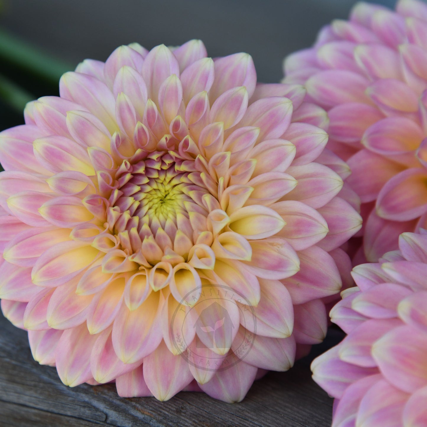 Dahlia 'Coorabelle Emma'