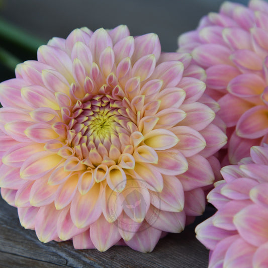 Dahlia 'Coorabell Emma'