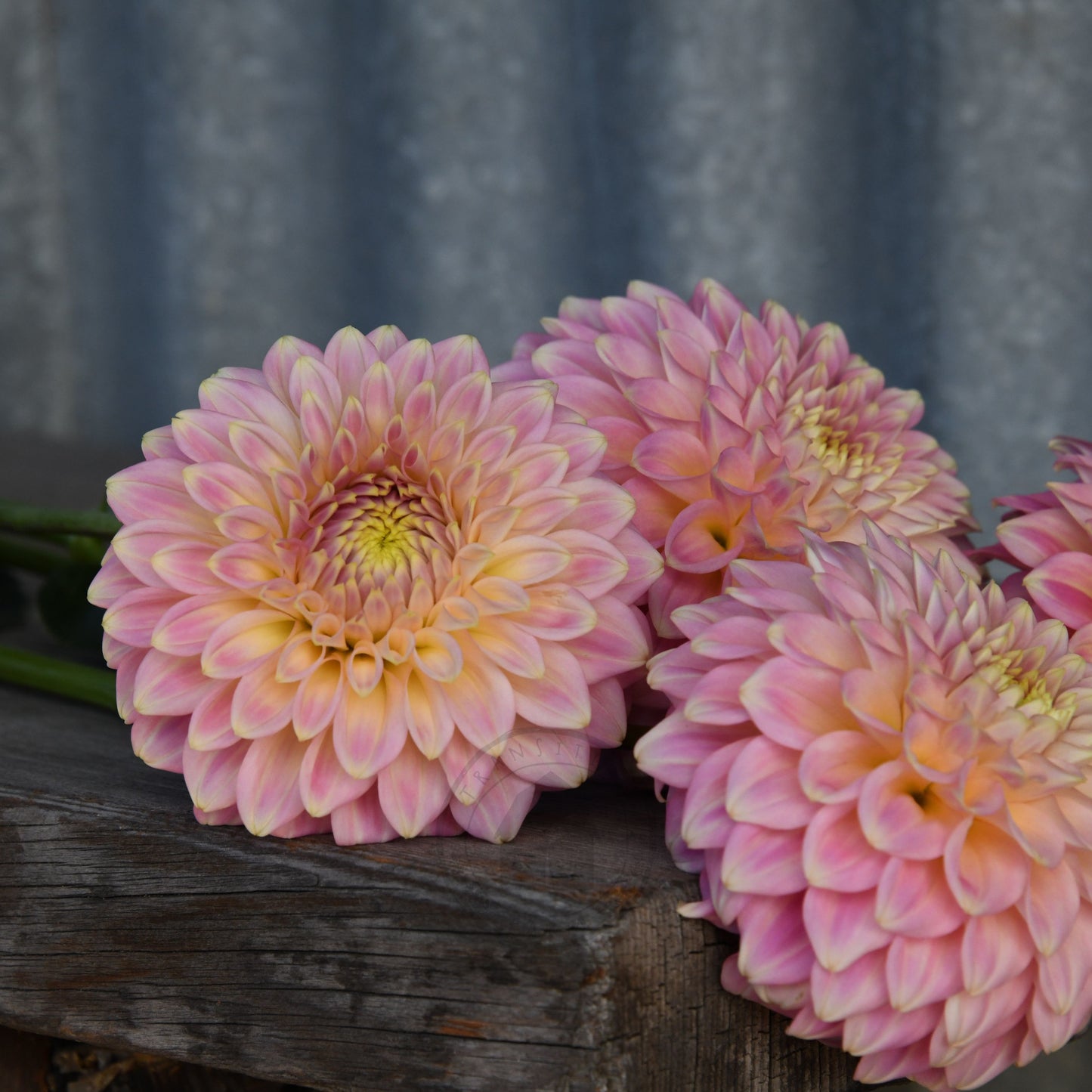 Dahlia 'Coorabelle Emma'
