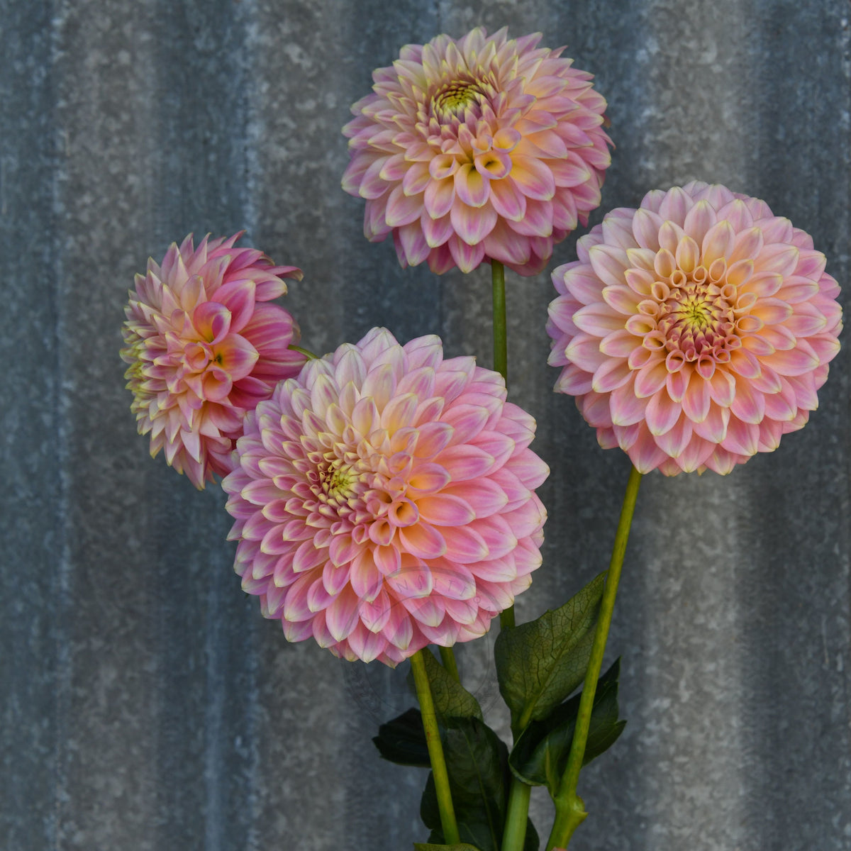 Dahlia 'Coorabelle Emma'