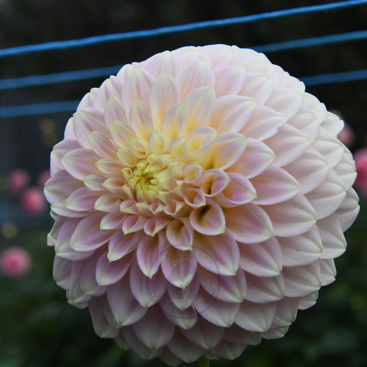 Dahlia 'Coorabelle Emma'