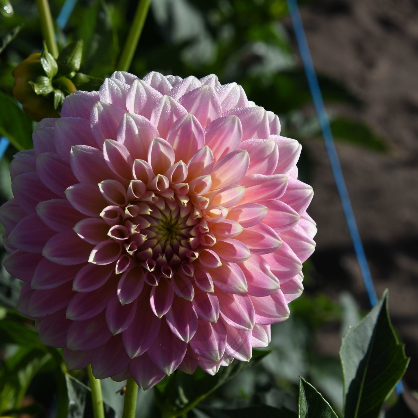Dahlia 'Coorabelle Emma'
