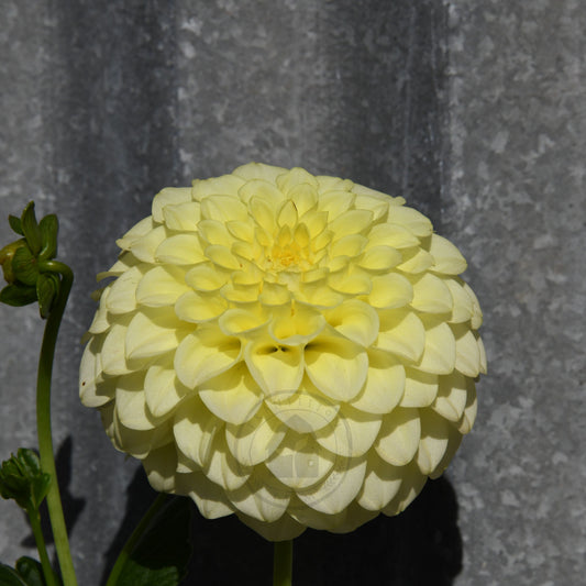 Dahlia 'Coorabelle Heather'