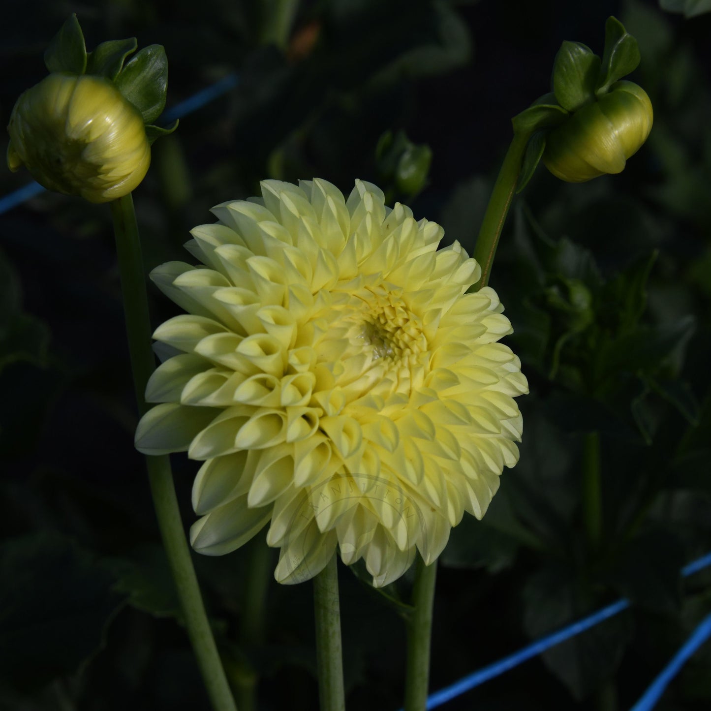 Dahlia 'Coorabelle Heather'