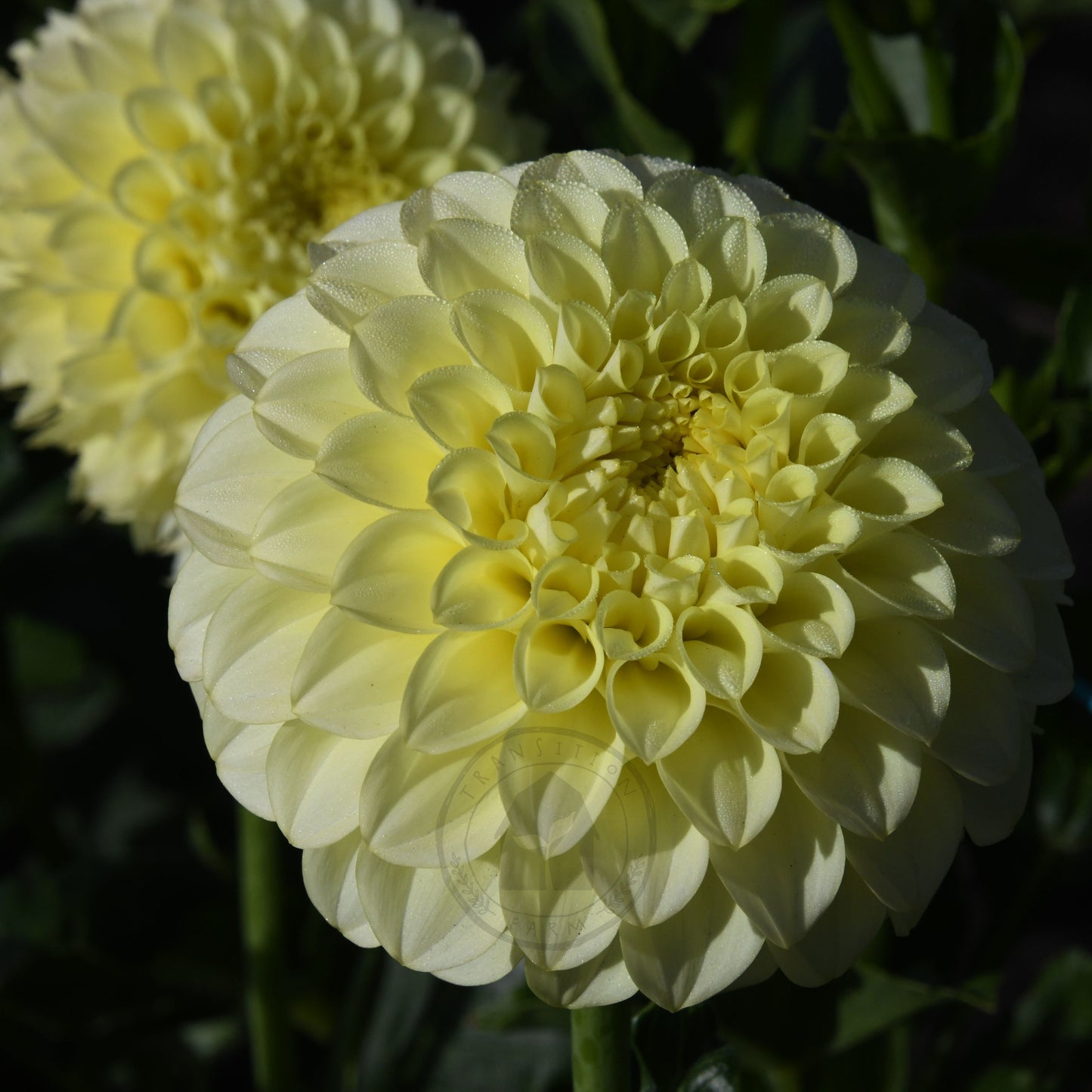 Dahlia 'Coorabelle Heather'