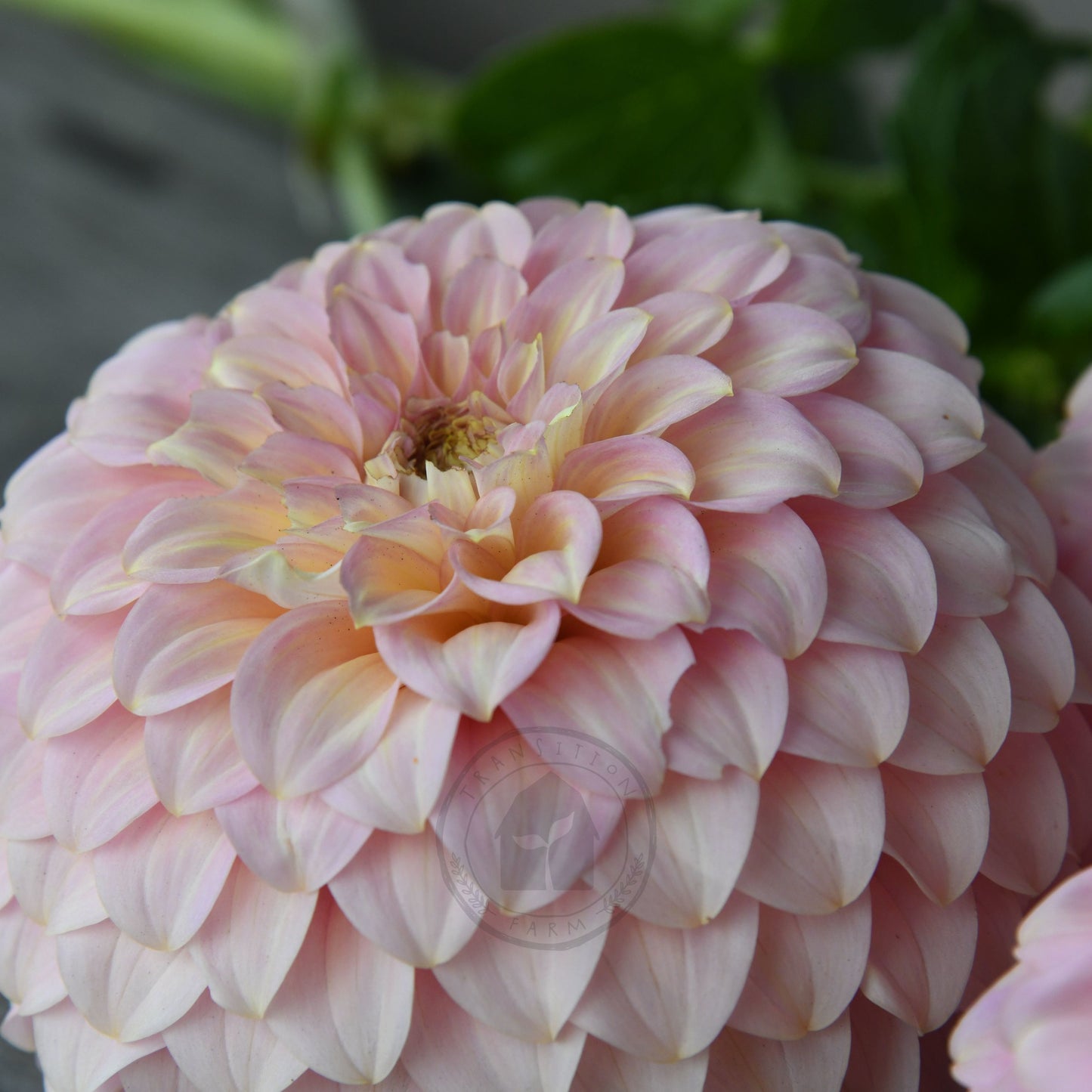 Dahlia 'Coorabelle Jessie'