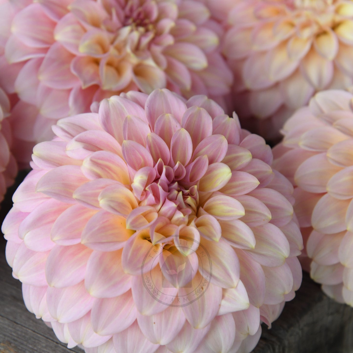 Dahlia 'Coorabelle Jessie'
