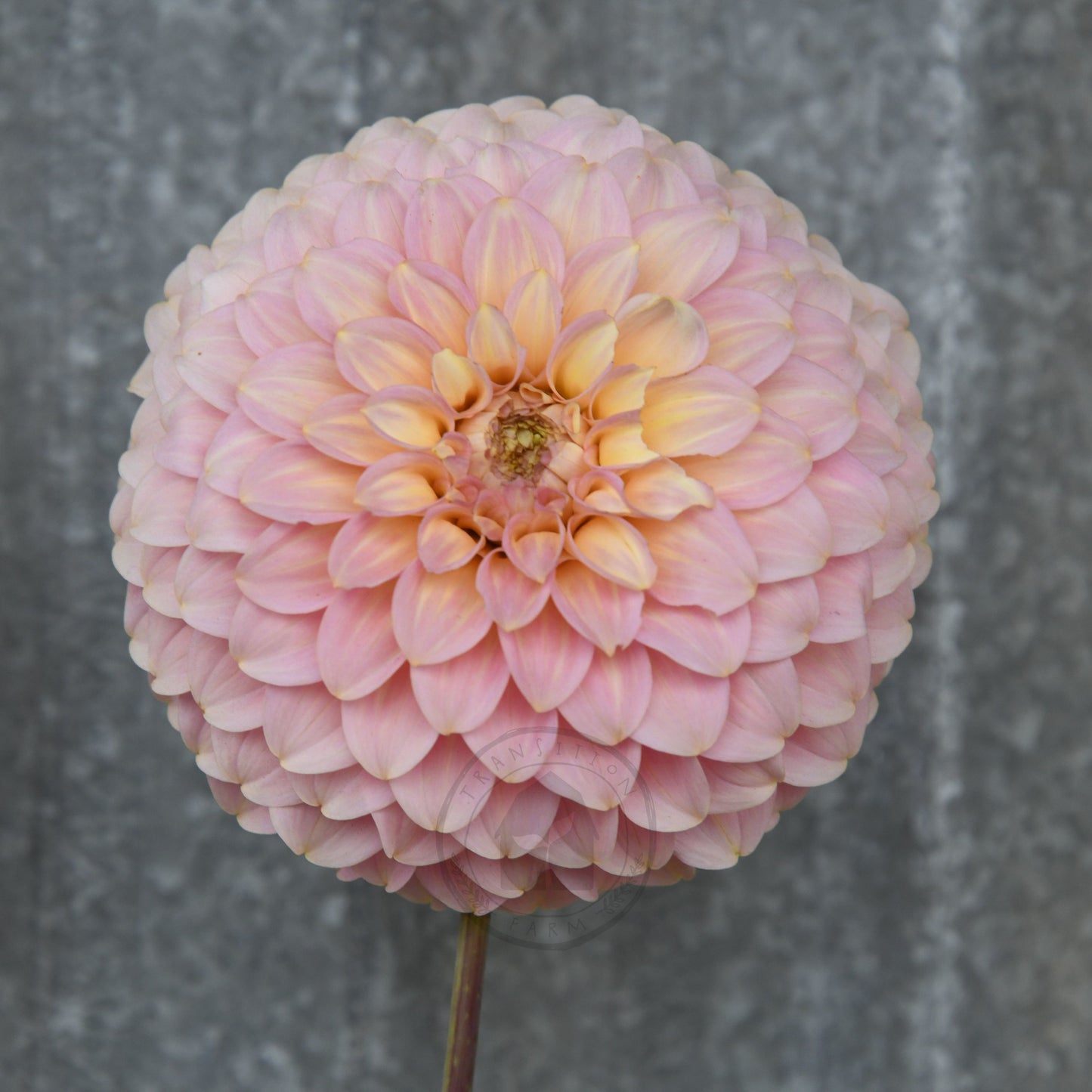 Dahlia 'Coorabelle Jessie'