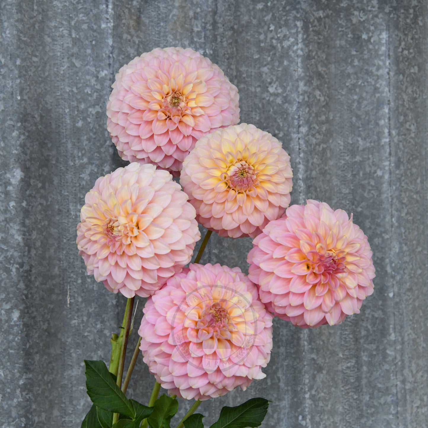 Dahlia 'Coorabelle Jessie'