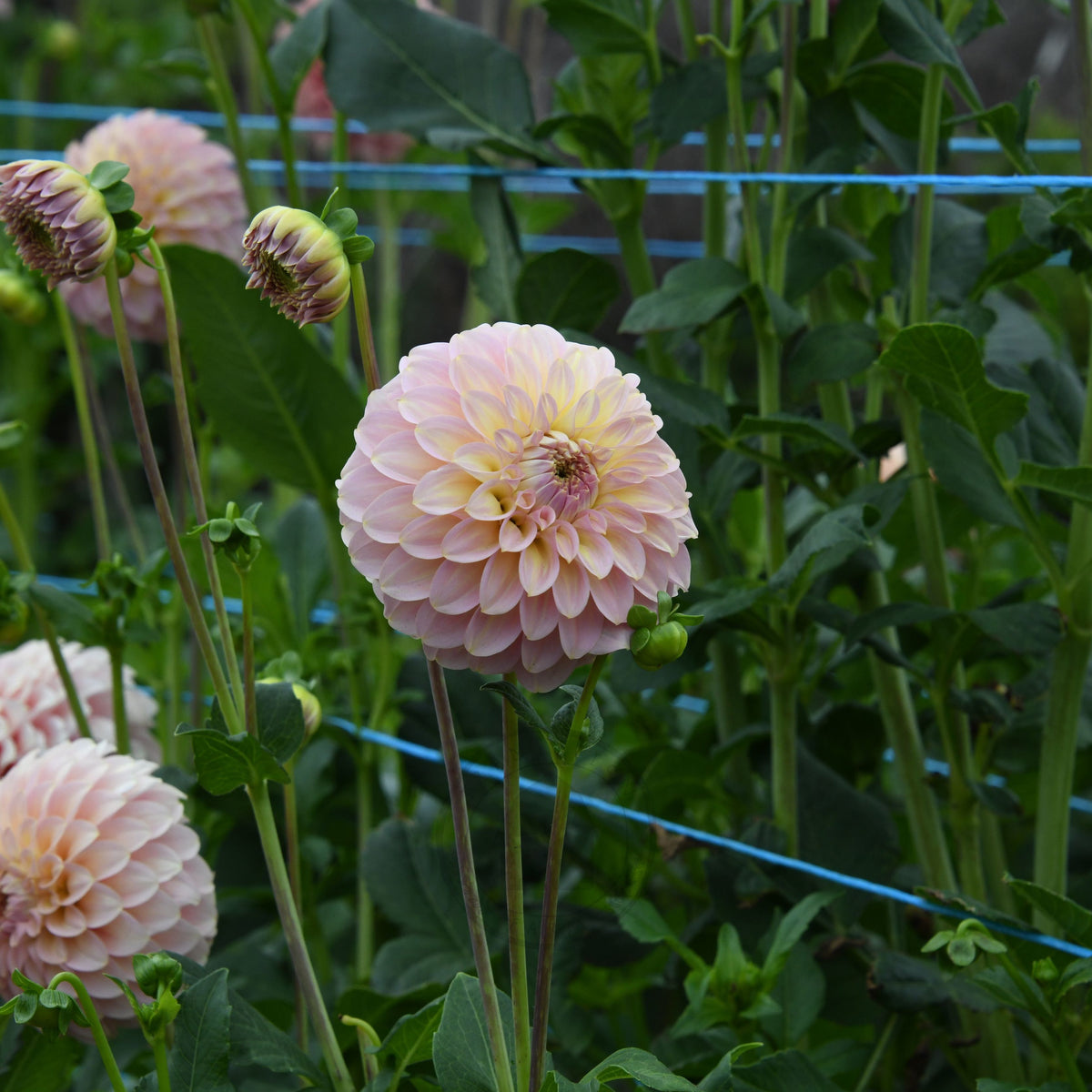 Dahlia 'Coorabelle Jessie'