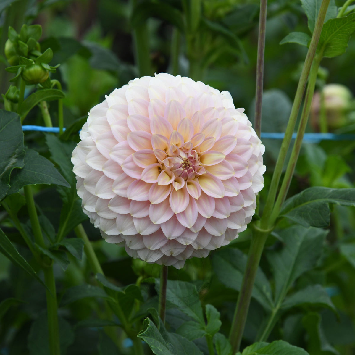 Dahlia 'Coorabelle Jessie'