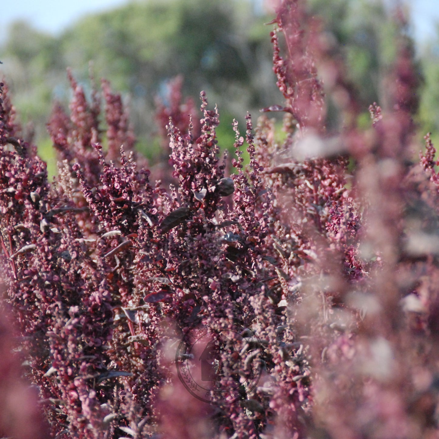 Purple flowering plant with a blurred green background