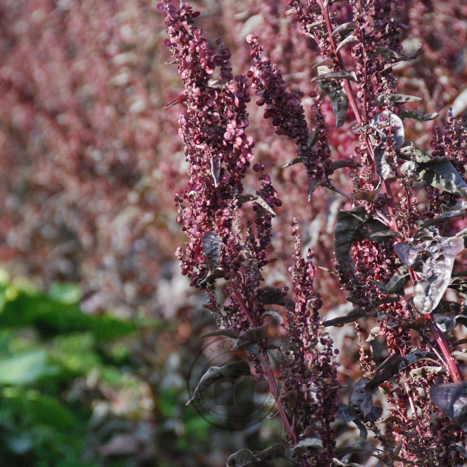 Close-up of a plant with purple leaves and green stems.