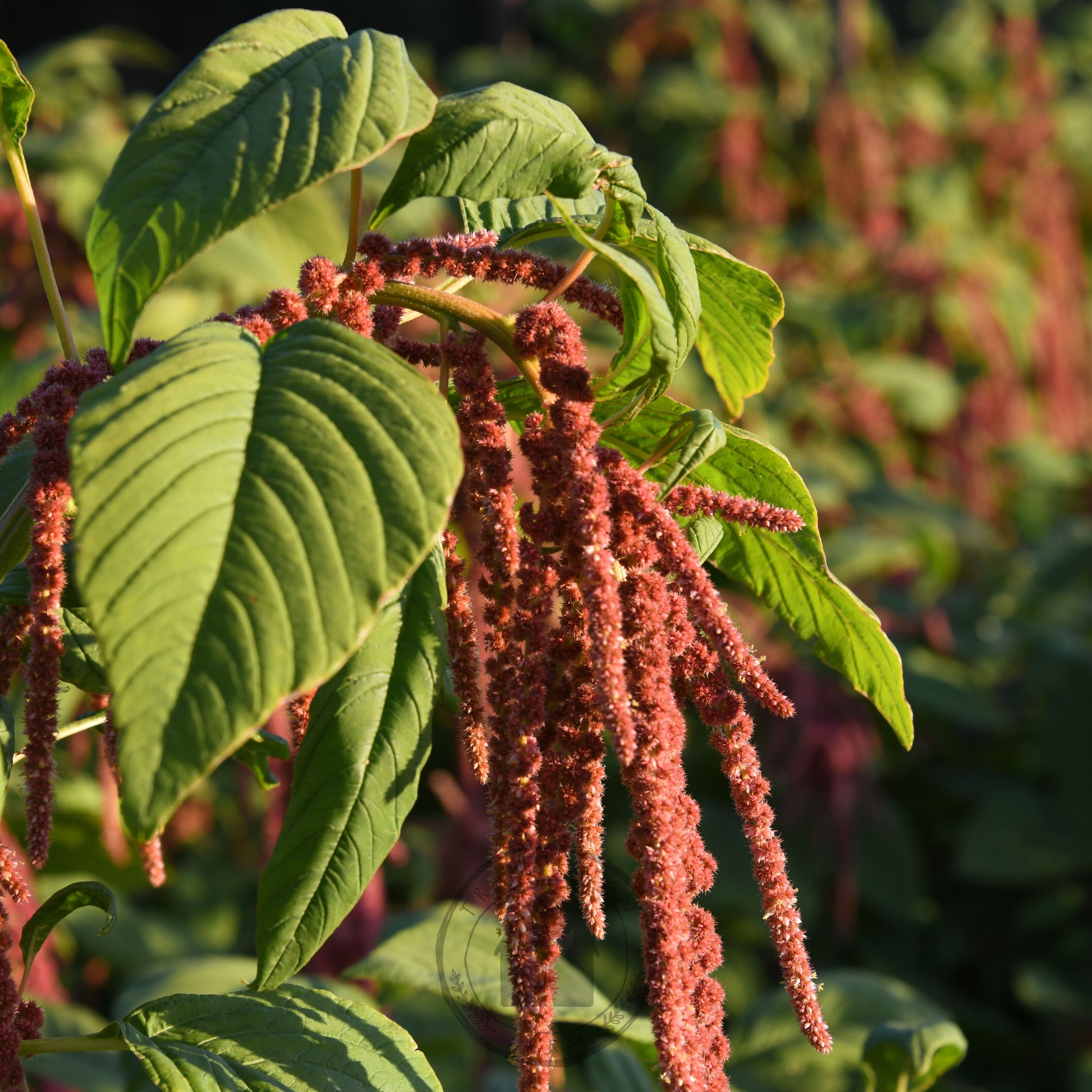 Close-up of green leaves with red-brown flower clusters in a natural setting
