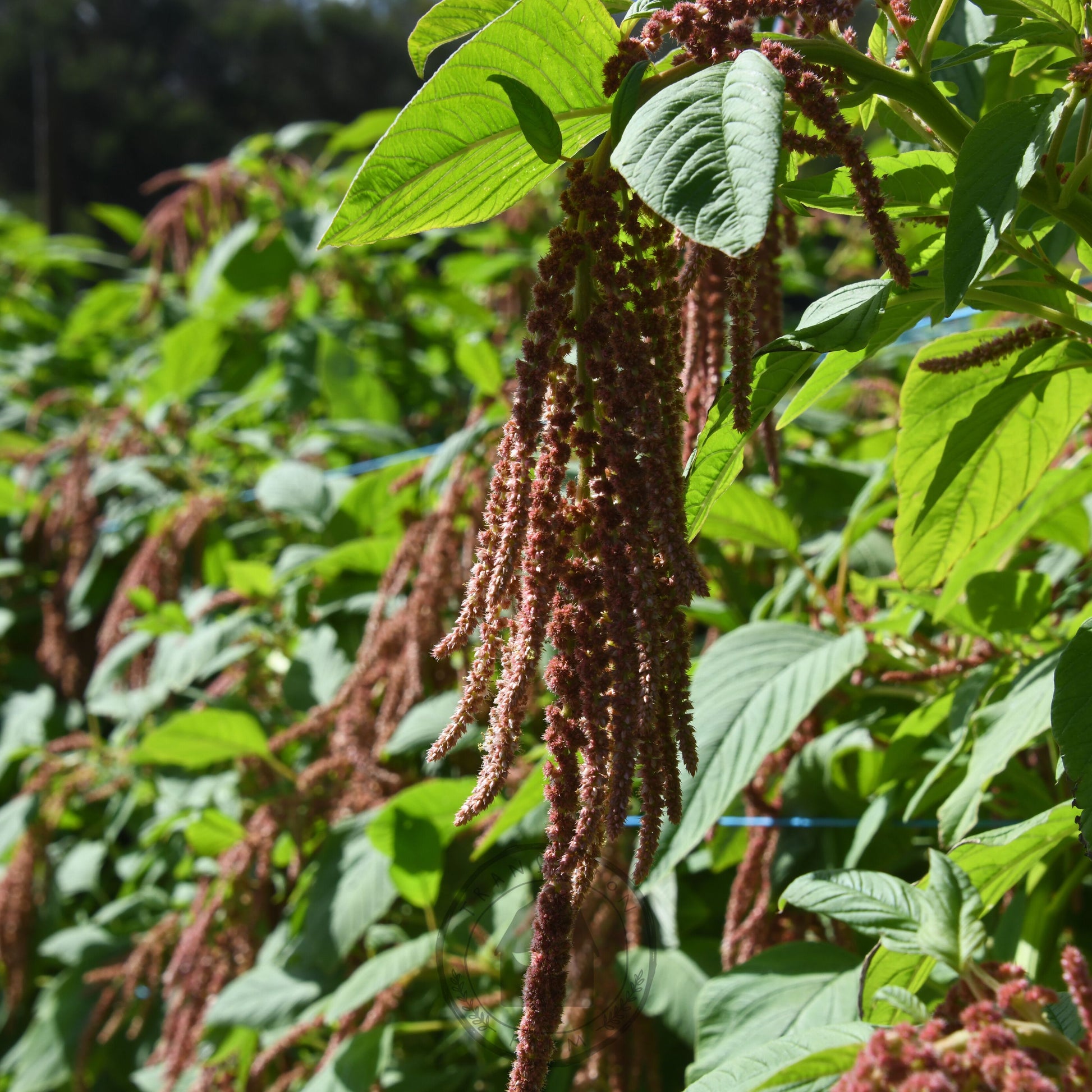 Close-up of a plant with green leaves and red-brown stalks in a field.
