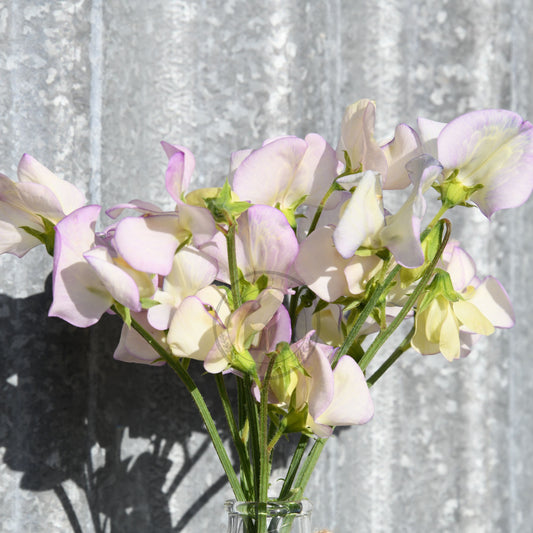 Sweet Pea 'Cream Eggs'