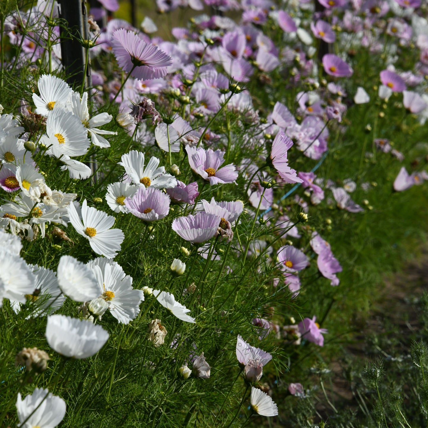 Field of white and pink flowers with green grass