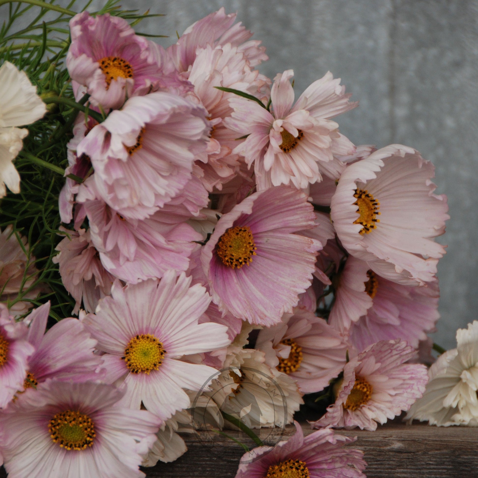 Bouquet of pink and white flowers with yellow centers on a wooden surface.